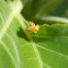 Jagged Ambush Bug