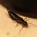 European Earwig
