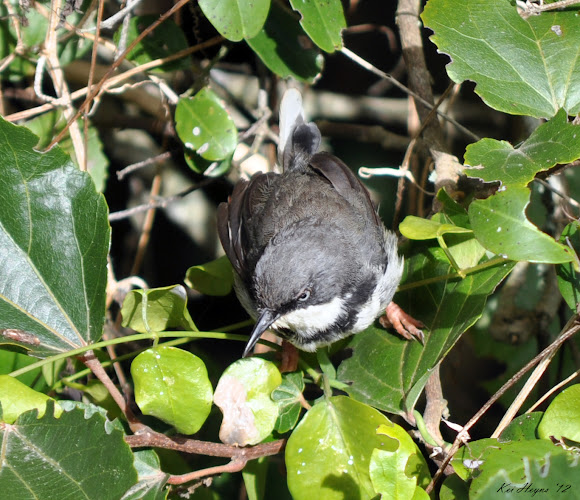 Spotting Image 1
