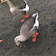 Brown Chinese Goose
