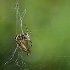 Spider (with butterfly)