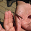Water Scorpion with Parasites