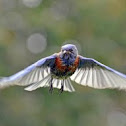 Western Bluebird