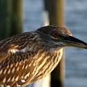 Yellow-crowned Night-Herons
