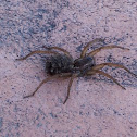 Carolina Wolf Spider