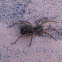 Carolina Wolf Spider