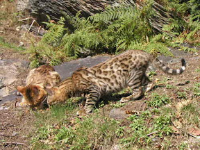 cat photo