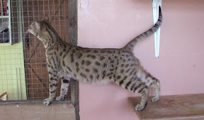 Indykatz Serin