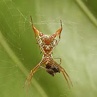 Arrow-shaped (horned) spider