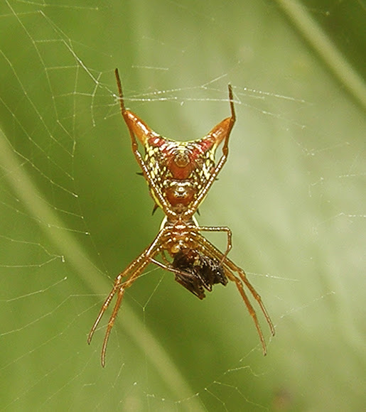 Spotting Image 1