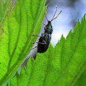 Beetle