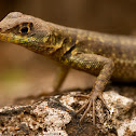 Lava lizard