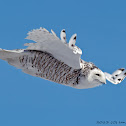 Snowy Owl