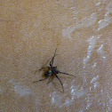 Purseweb Spider