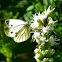 Green-veined White