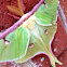 Luna Moth