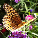 Aphrodite Fritallary