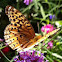 Aphrodite Fritallary