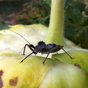 Wheel Bug