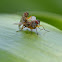 Scavenger fly