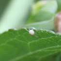 tiny web spinner