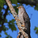 Common cuckoo