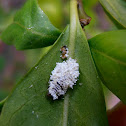 Unknown white insect