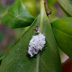 Unknown white insect
