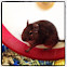 Degu