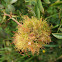 Moss Gall
