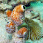 Robust Sea Squirt
