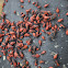 Boxelder Bug