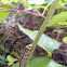 Orange-humped Mapleworm