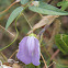 Spurred Butterfly Pea