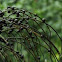 palm berries