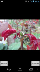 How to download NatureWallpaper patch 0.3 apk for pc