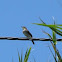 Nightingale