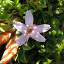 Moss Campion