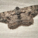 Geometer Moth.
