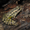 Pickerel Frog
