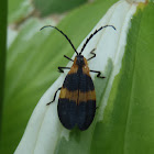 Net-winged Beetle