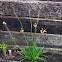 Bulbine