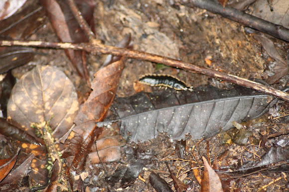 Spotting Image 1