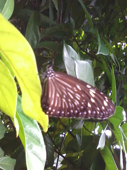 Spotting Image 1