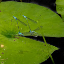 Damselflies