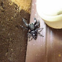 Bold Jumper
