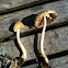 Psatherella rugocephala