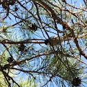 Coal Tit