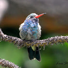 Broad-billed Hummingbird