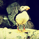 Puffin